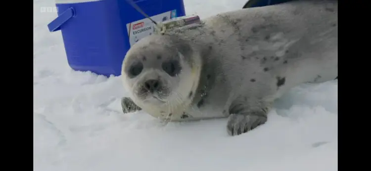 Harp seal (Pagophilus groenlandicus) as shown in Frozen Planet II - Our Frozen Planet